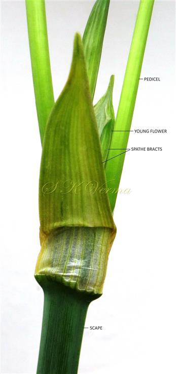  Young Inflorescence-Spathe
